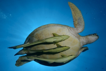 Sea turtle swimming overhead with remoras attached